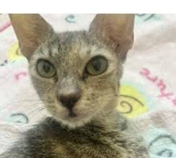 Rainey -  Domestic Short Hair Cat for Adoption in Lafayette, Louisiana - Rainey | PetCurious