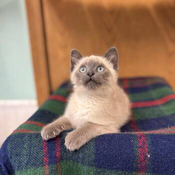 Rhubarb Muffin--In Foster -  Siamese and Domestic Short Hair Cat for Adoption in Fargo, North Dakota - Rhubarb Muffin--In Foster | PetCurious
