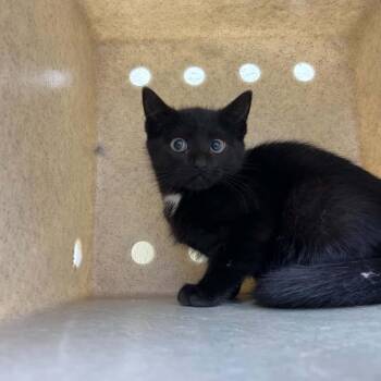 Jitter -  Domestic Short Hair Cat for Adoption in Harrisonburg, Virginia - Jitter | PetCurious