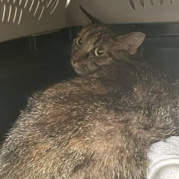 Pepper -  Domestic Short Hair Cat for Adoption in Port Charlotte, Florida - Pepper | PetCurious