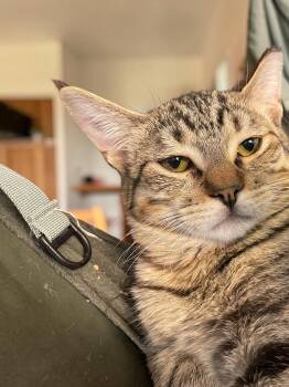 Iggy -  Domestic Short Hair Cat for Adoption in Champaign, Illinois - Iggy | PetCurious