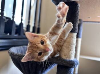 Rescue Domestic Short Hair Cats for Adoption in Millcreek, Utah - Luke | PetCurious