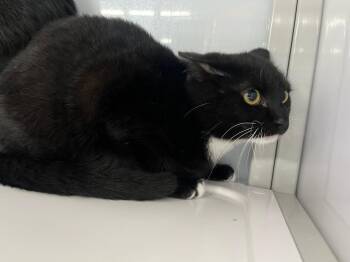 Domestic Short Hair Cats Available for Adoption in Raleigh, North Carolina - Valley | PetCurious