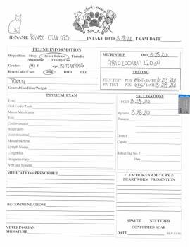 Domestic Short Hair Cats Available for Adoption - River | PetCurious