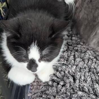 Lettuce -  Domestic Short Hair Cat for Adoption in Monroe, Michigan - Lettuce | PetCurious