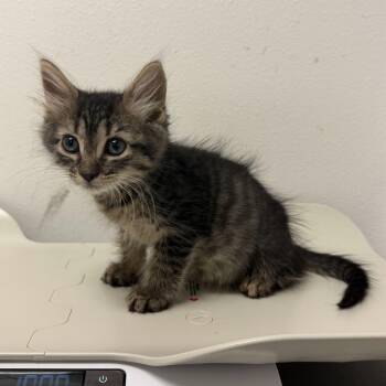 Crunchwrap Supreme -  Domestic Short Hair Cat for Adoption in Edinburg, Texas - Crunchwrap Supreme | PetCurious