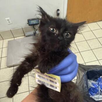 Bumblebee -  Domestic Medium Hair Cat for Adoption in Charleston, West Virginia - Bumblebee | PetCurious