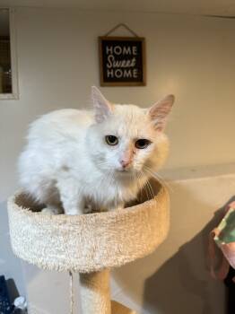 Rescue Domestic Long Hair Cats for Adoption in Lincoln Park, Michigan - Lucipurr | PetCurious