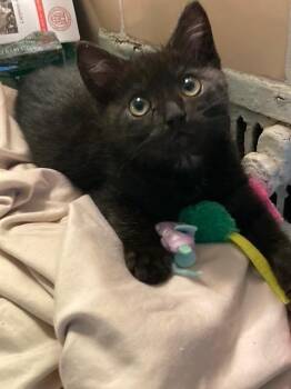 Serenade -  Domestic Short Hair Cat for Adoption in New York, New York - Serenade | PetCurious