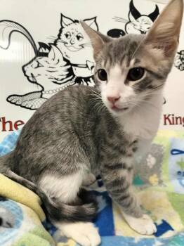 Rescue Domestic Short Hair Cats for Adoption in Parlier, California - Mary | PetCurious