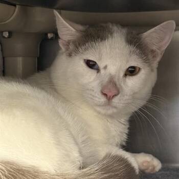 Domestic Short Hair Cats Available for Adoption in Las Vegas, Nevada - ROUNDY DOWNDY | PetCurious