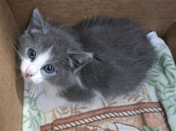 Rescue Domestic Short Hair Cats for Adoption in Dallas, Texas - FABIAN | PetCurious