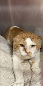 Ripley -  Domestic Short Hair Cat for Adoption in Stockton, California - Ripley | PetCurious