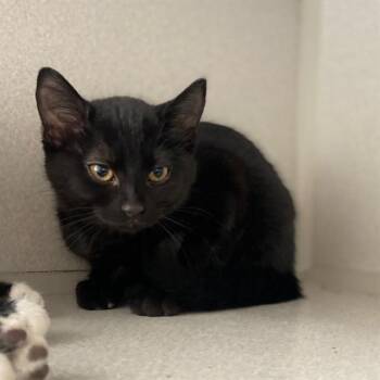 RAY -  Domestic Short Hair Cat for Adoption in Aurora, Colorado - RAY | PetCurious