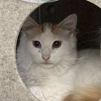 Blep (Barn Cat) -  Domestic Short Hair Cat for Adoption in West Olive, Michigan - Blep (Barn Cat) | PetCurious