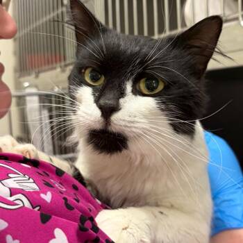 Henry -  Domestic Medium Hair Cat for Adoption in Cumming, Georgia - Henry | PetCurious