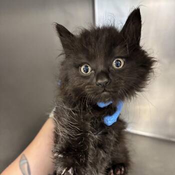 Sue Flay -  Domestic Long Hair Cat for Adoption in Saint Joseph, Missouri - Sue Flay | PetCurious