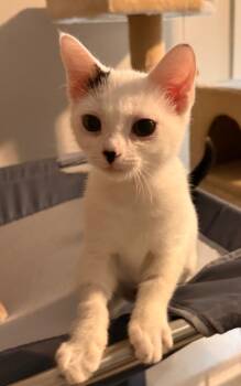 Rescue Domestic Short Hair Cats for Adoption in Newnan, Georgia - Ferrari | PetCurious