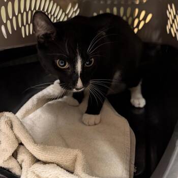 Squeakers -  Domestic Short Hair Cat for Adoption in Baltimore, Maryland - Squeakers | PetCurious
