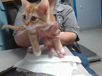 ZUKO -  Domestic Short Hair Cat for Adoption in Albuquerque, New Mexico - ZUKO | PetCurious