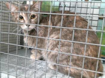 Domestic Short Hair Cats Available for Adoption in Houston, Texas - TABATHA | PetCurious