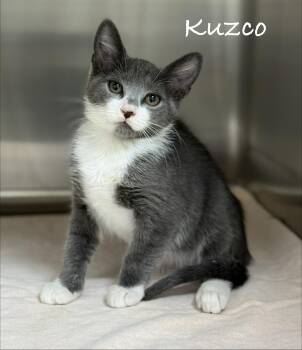 Kuzco -  Domestic Short Hair Cat for Adoption in Pawleys Island, South Carolina - Kuzco | PetCurious