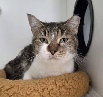 Treasure Planet -  Domestic Short Hair Cat for Adoption in INDN HBR BCH, Florida - Treasure Planet | PetCurious