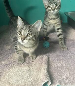 Wanda&Salior 3 months AVAILABLE 7/1 -  Domestic Short Hair Cat for Adoption in Sterling, Massachusetts - Wanda&Salior 3 Months AVAILABLE 7/1 | PetCurious