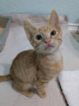 Rescue Tabby Cats for Adoption in San Antonio, Texas - Cotton | PetCurious