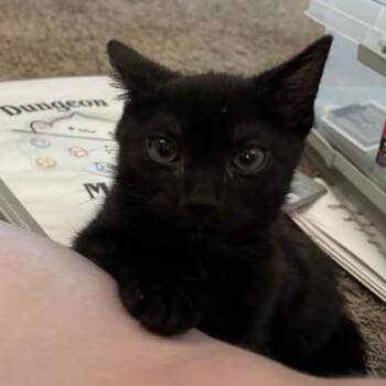 Black Bean -  Domestic Short Hair Cat for Adoption in Phoenixville, Pennsylvania - Black Bean | PetCurious
