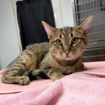 Simon -  Domestic Short Hair Cat for Adoption in Owosso, Michigan - Simon | PetCurious