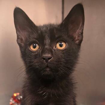Mayhem -  Domestic Short Hair Cat for Adoption in Morgan Hill, California - Mayhem | PetCurious