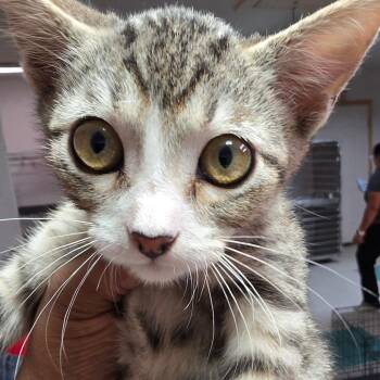 Bunny FKA Mandy -  Domestic Short Hair Cat for Adoption in Leander, Texas - Bunny FKA Mandy | PetCurious