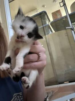 Sam I Am -  Domestic Short Hair Cat for Adoption in Kennewick, Washington - Sam I Am | PetCurious
