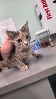 Baroness Von Fluff -  Domestic Short Hair Cat for Adoption in Athens, Tennessee - Baroness Von Fluff | PetCurious