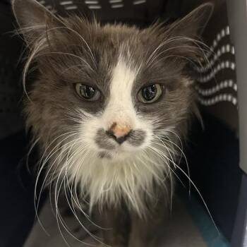 Milk -  Domestic Long Hair Cat for Adoption in Salt Lake City, Utah - Milk | PetCurious