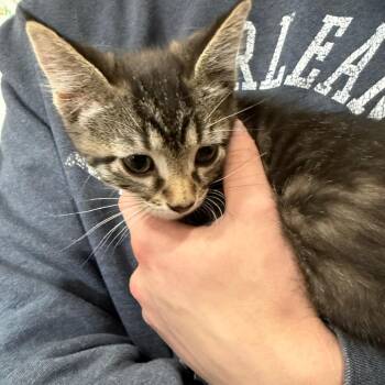 Linus -  Domestic Short Hair Cat for Adoption in Bismarck, North Dakota - Linus | PetCurious