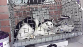 MOO-STACHE -  Domestic Short Hair Cat for Adoption in Houston, Texas - MOO-STACHE | PetCurious