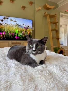 Chip -  Domestic Short Hair Cat for Adoption in Ramsey, New Jersey - Chip | PetCurious