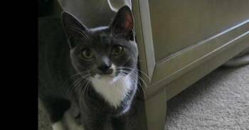 Oliver -  Domestic Short Hair Cat for Adoption in Milltown, New Jersey - Oliver | PetCurious