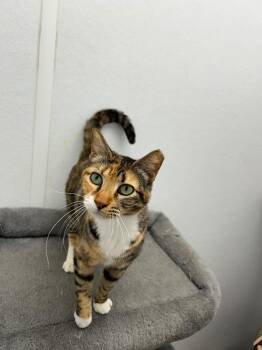 Mrs. Claus -  Domestic Short Hair Cat for Adoption in Corpus Christi, Texas - Mrs. Claus | PetCurious