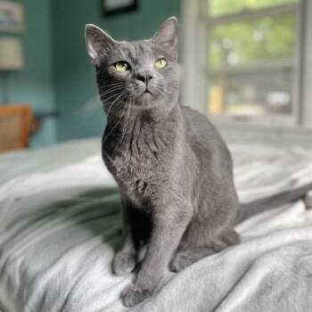 Percy--In Foster -  Domestic Short Hair Cat for Adoption in Fargo, North Dakota - Percy--In Foster | PetCurious