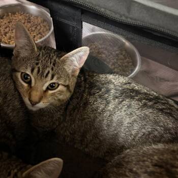 Jiminy -  Domestic Short Hair Cat for Adoption in Chehalis, Washington - Jiminy | PetCurious