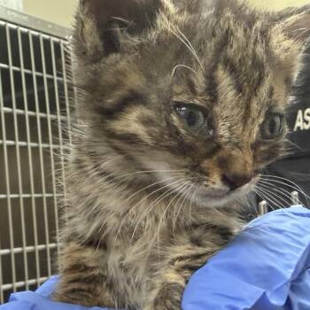 Domestic Short Hair Cats Available for Adoption in Columbus, Georgia - 4/23/2026-Stray-ApexRoad-4 | PetCurious