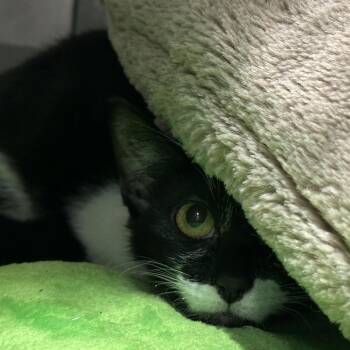 Hazard -  Domestic Short Hair Cat for Adoption in Matteson, Illinois - Hazard | PetCurious