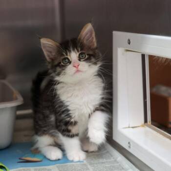 Honey -  Domestic Medium Hair Cat for Adoption in Goleta, California - Honey | PetCurious