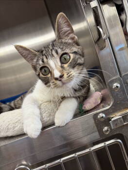 Rescue American Shorthair and Tabby Cats for Adoption in Massapequa, New York - ORIANNA | PetCurious