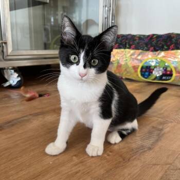 Piper -  Domestic Short Hair Cat for Adoption in Pacific Grove, California - Piper | PetCurious