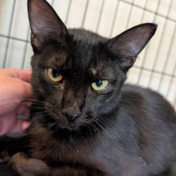 Rescue Domestic Short Hair Cats for Adoption in Nampa, Idaho - Chips | PetCurious