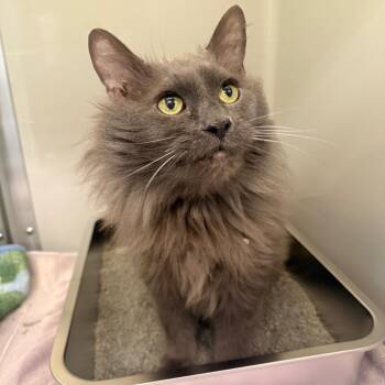 Domestic Long Hair Cats Available for Adoption in Saint Charles, Missouri - Hope | PetCurious